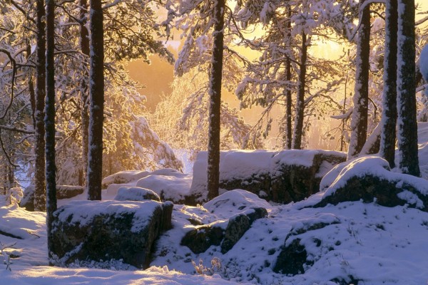 La luz del sol entre los árboles nevados