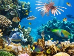 Un espectacular mundo subacuático
