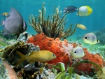 Vistosos peces y corales en el fondo del mar