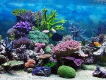 Corales y peces en un acuario