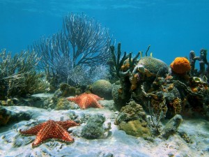 Postal: Estrellas de mar bajo el agua