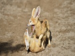 Dos zorros del desierto jugando en la arena