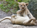 Una pareja de pequeños leones divirtiéndose