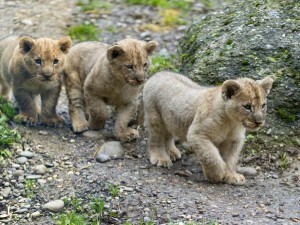 Postal: Trío de leones caminando