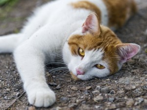 Postal: Un gato blanco con manchas marrones tumbado sobre piedras