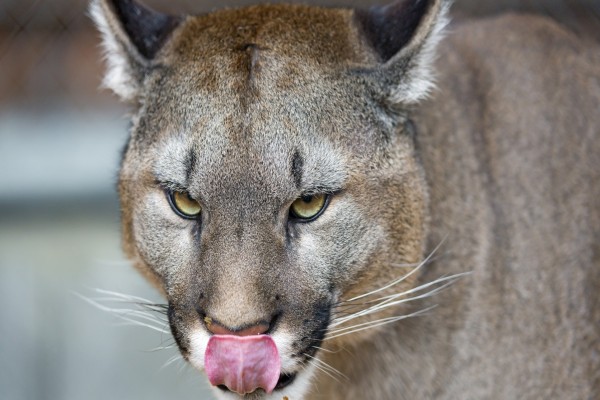 Puma sacando la lengua