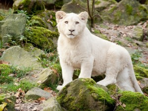 Postal: Un joven león blanco entre las piedras