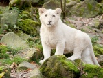 Un joven león blanco entre las piedras