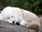 Lobo blanco tumbado sobre una roca