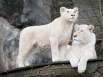 Dos majestuosos leones blancos