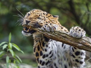 Un enfurecido leopardo mordiendo un tronco