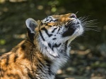 Un tigre entretenido mirando hacia arriba