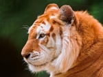 Maravilloso tigre dorado