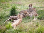 Una familia de guepardos sobre la hierba fresca