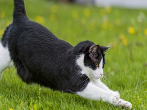 Un gato estirándose en la hierba