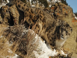 Postal: Leopardo de las nieves caminando entre las rocas nevadas