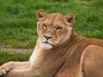 Una gran leona sentada sobre la hierba