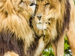 Dos leones amigos