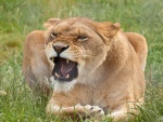 Una leona muy enojada