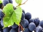 Sabrosas uvas negras