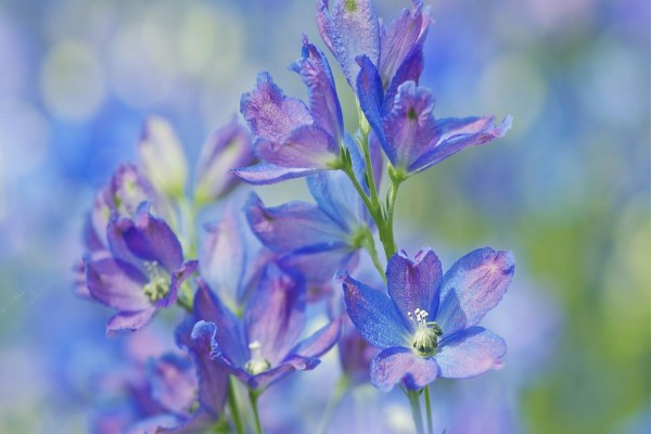 Delicadas flores de color lila y azul