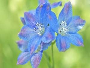 Flores azules con toques lila