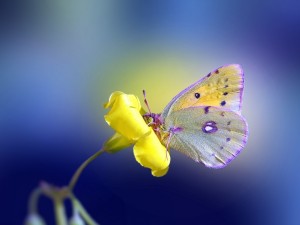 Postal: Delicada mariposa sobre una flor amarilla