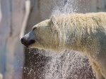 Oso polar sacudiéndose el agua