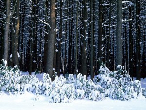 Postal: Nieve en el suelo y sobre las ramas de los árboles