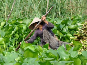 Postal: Recolección del jacinto de agua, Vietnam