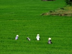 El trabajo en los campos de arroz, Vietnam