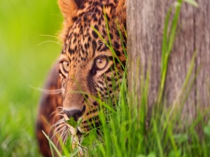Postal: Leopardo observando detrás del árbol