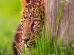 Leopardo observando detrás del árbol