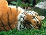 Un tigre tumbado en la hierba