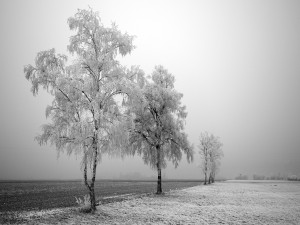 Un bonito paisaje nevado en blanco y negro