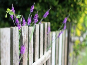 Postal: Flores lila junto a una valla