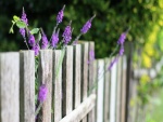 Flores lila junto a una valla