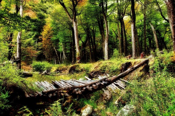 Puente de troncos derrumbado en el bosque