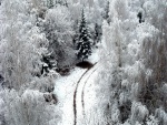 Vista de un camino en el bosque nevado