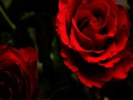 Preciosas rosas rojas con gotas de rocío