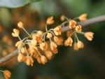 Pequeñas flores de color naranja creciendo en la rama