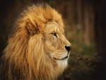 El perfil de un gran león