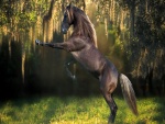 Un caballo negro sobre las patas traseras