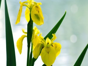 Postal: Agua sobre los pétalos de las flores amarillas