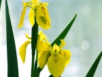 Agua sobre los pétalos de las flores amarillas