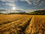 El sol brillando en el campo de trigo