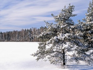Postal: Nieve en un paraje con árboles