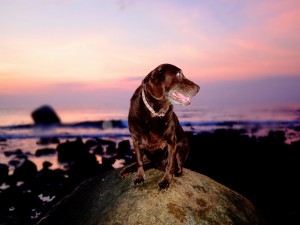 Postal: Un perro observando el espectacular paisaje desde una piedra