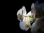 Una bella orquídea blanca