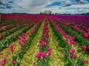 Inmenso y espectacular campo cubierto de tulipanes